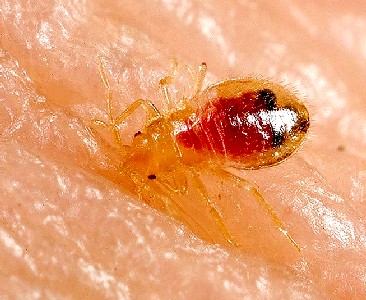 Bed Bug Nymph Feeding